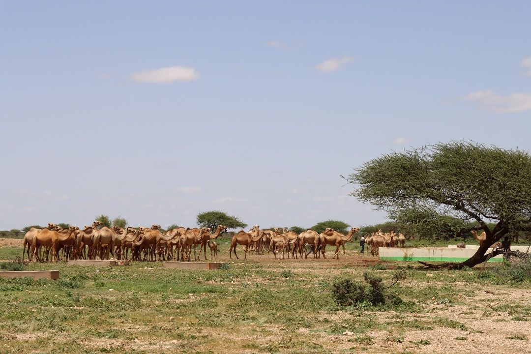 Developing Agriculture and Livestock Services Around Water Points