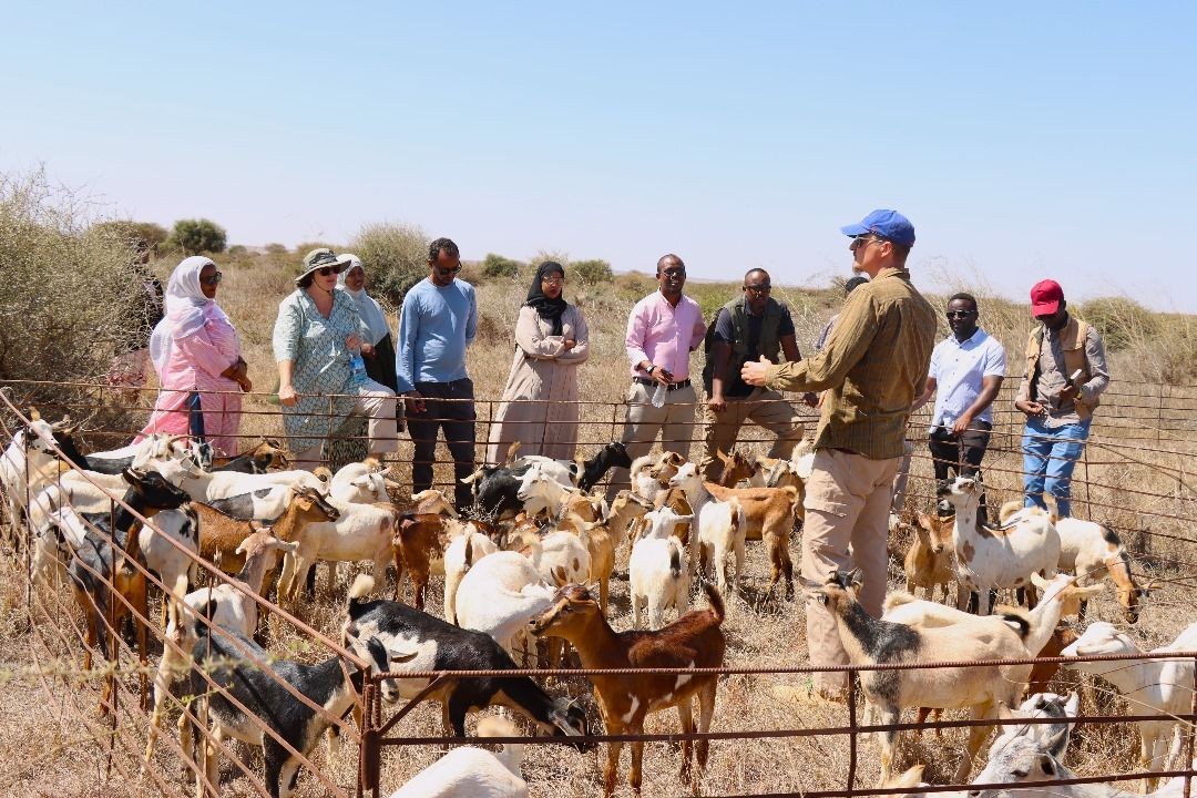 Development of agriculture and livestock service around water point 